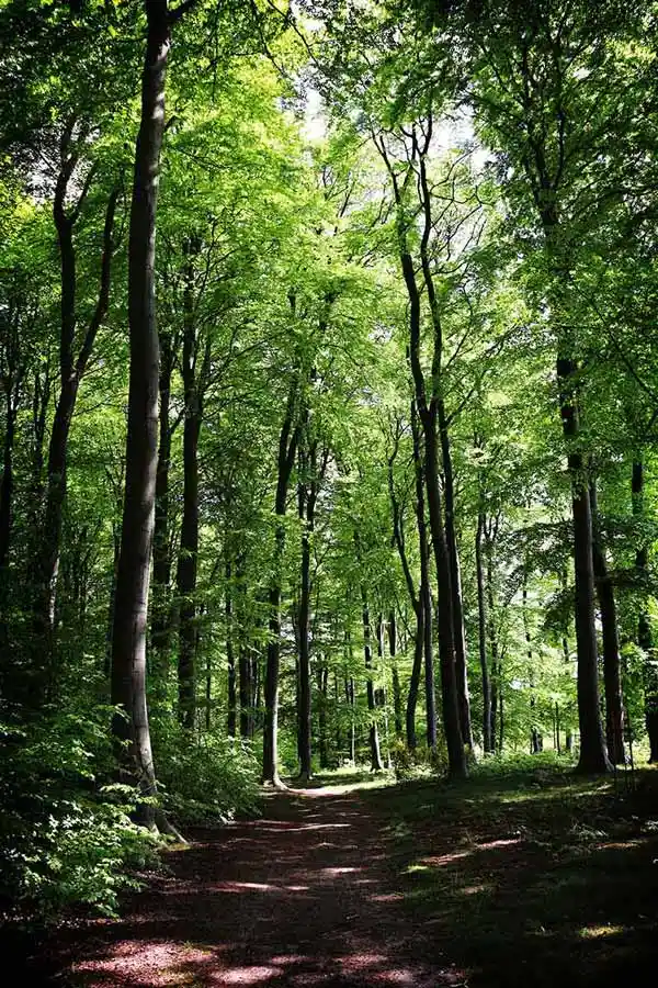 baumbestattung-weg-lichteinfall