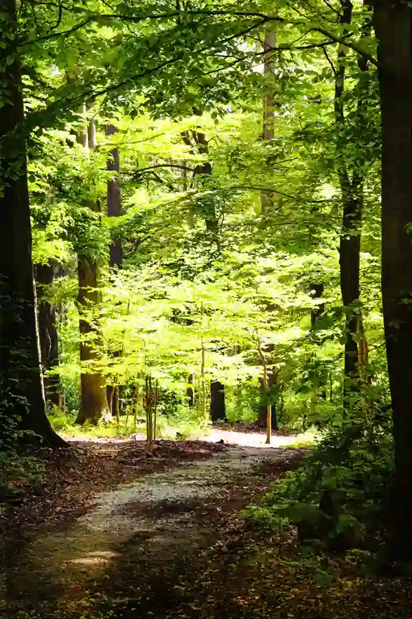 waldweg-dunkel-hell